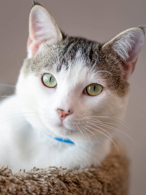 Vinnie, an adoptable Domestic Short Hair in St. George, UT