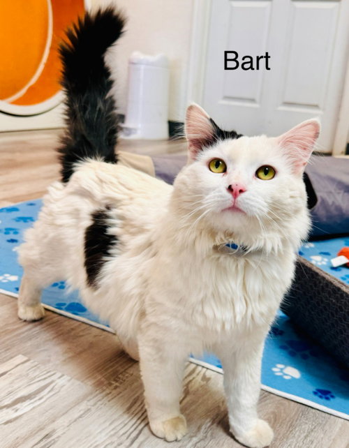 Bart, an adoptable Domestic Long Hair in St. George, UT