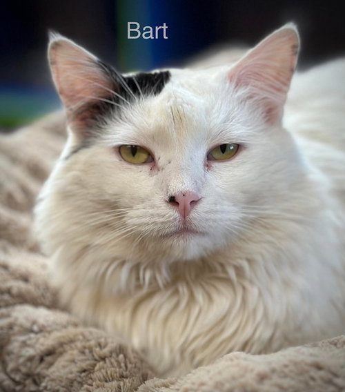 Bart, an adoptable Domestic Long Hair in St. George, UT