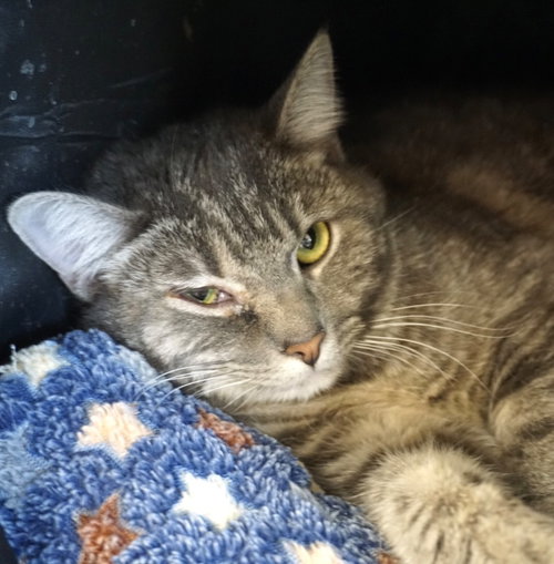 Lark, an adoptable Domestic Short Hair in St. George, UT