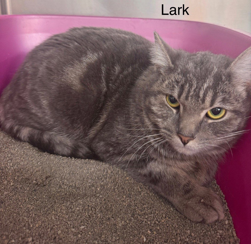Lark, photo 4