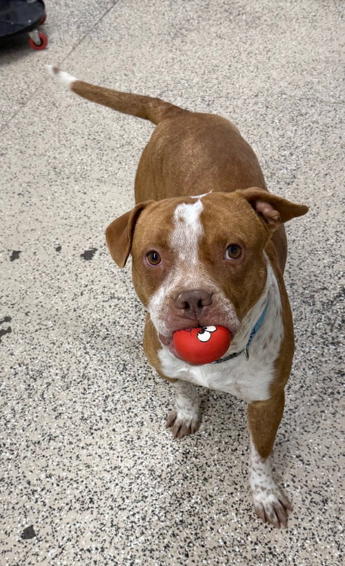 John, an adoptable Pit Bull Terrier in St. George, UT