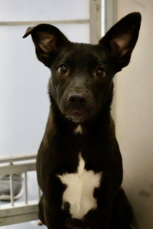 Kit, an adoptable Terrier in St. George, UT
