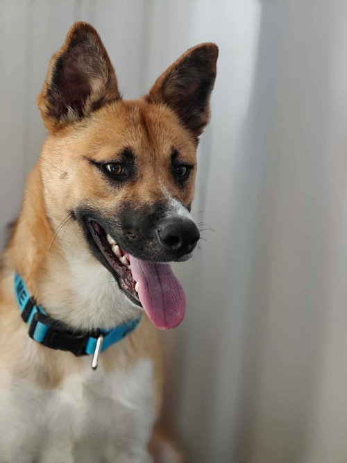 Saucy, an adoptable Shepherd in St. George, UT