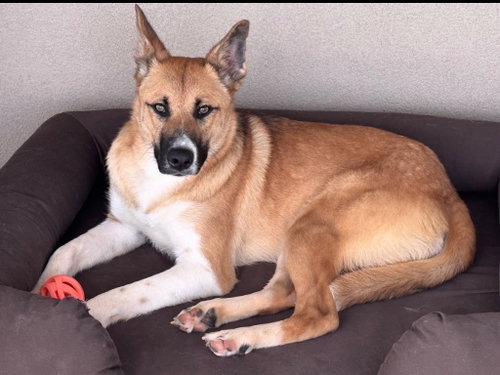 Cooper (Saucy), an adoptable Shepherd in St. George, UT