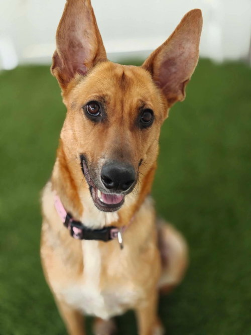 Sonya, an adoptable Shepherd in St. George, UT