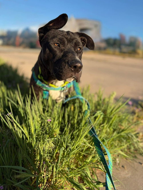 Teri, an adoptable Staffordshire Bull Terrier in St. George, UT