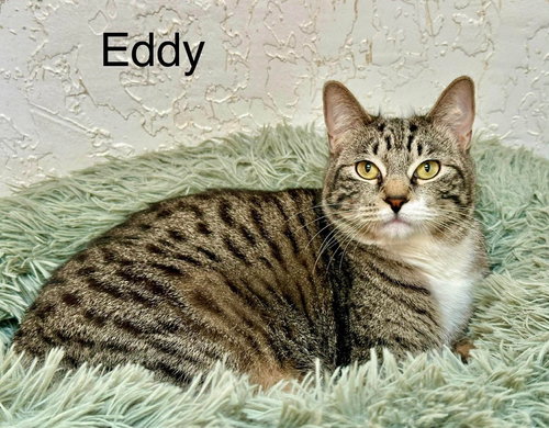 Eddy, an adoptable Tabby in St. George, UT