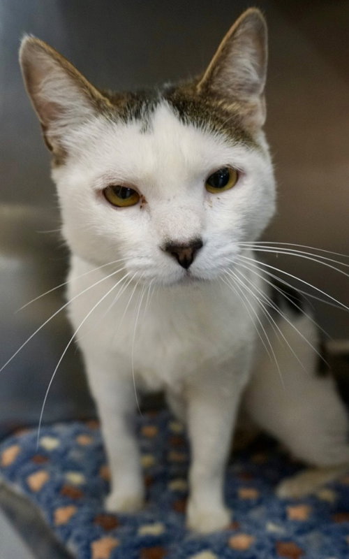 Gina, an adoptable Domestic Short Hair in St. George, UT