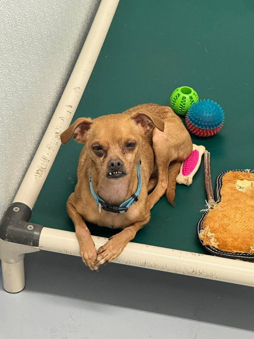 Pepe, an adoptable Chihuahua in St. George, UT