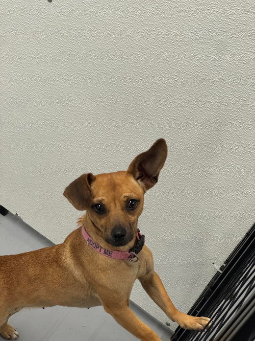 Trinity, an adoptable Chihuahua in St. George, UT