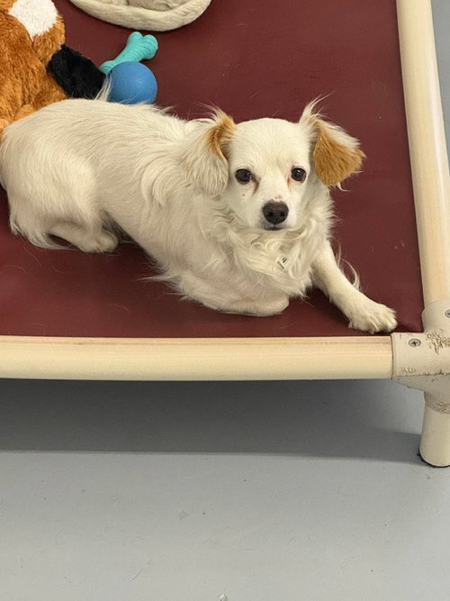 Willie / Hank, an adoptable Chihuahua in St. George, UT