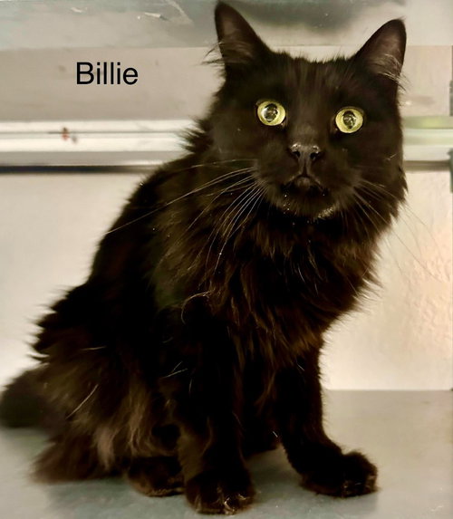 Billie (Heather), an adoptable Domestic Long Hair in St. George, UT