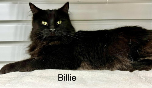 Photo 3 of Billie (Heather)