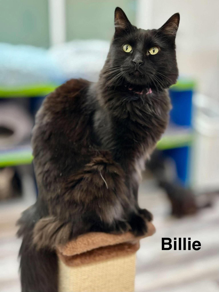 Billie (Heather), photo 2