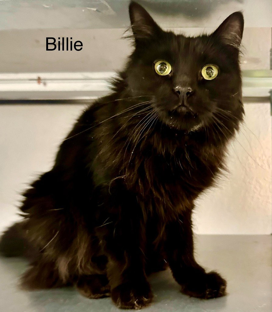 Billie (Heather), photo 3