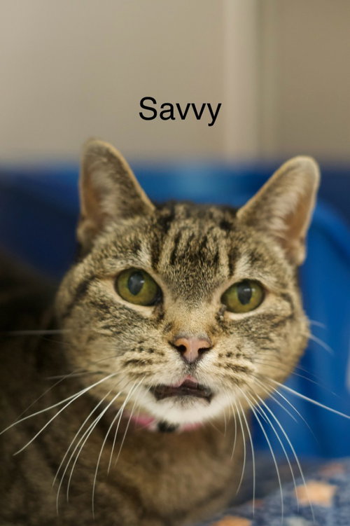 Savvy (Savannah), an adoptable Tabby in St. George, UT