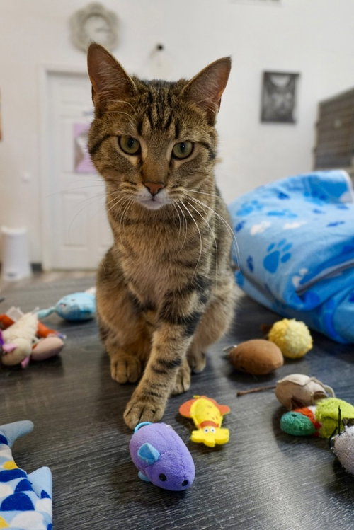 Kent, an adoptable Tabby in St. George, UT