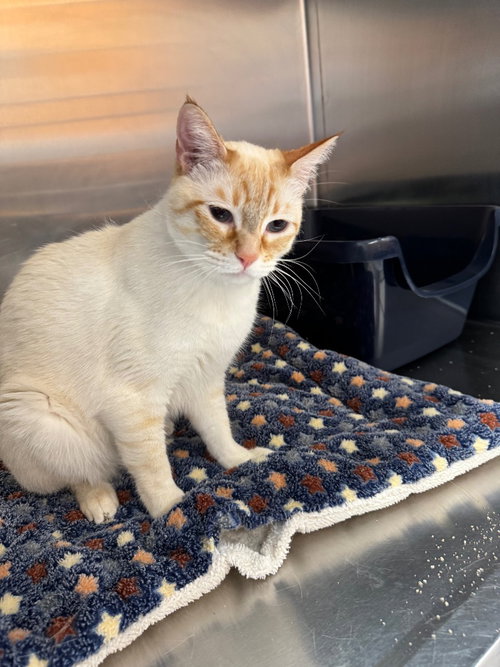 Topaz, an adoptable Siamese in St. George, UT