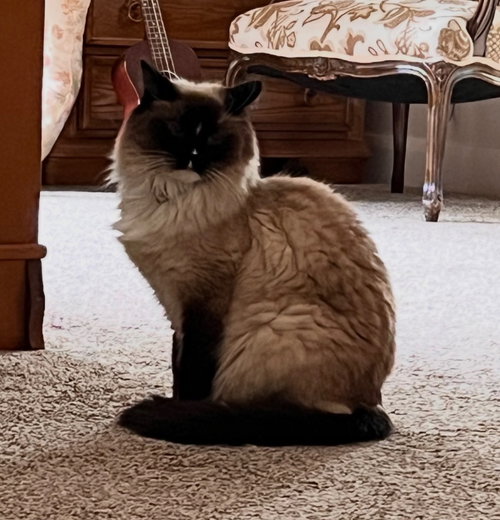 Brie, an adoptable Siamese in St. George, UT