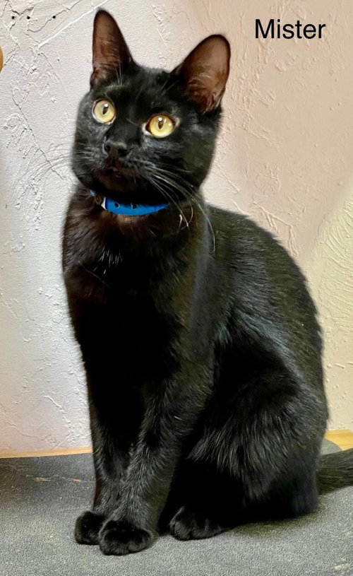 Mister, an adoptable Domestic Short Hair in St. George, UT