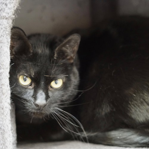 Mister, an adoptable Domestic Short Hair in St. George, UT
