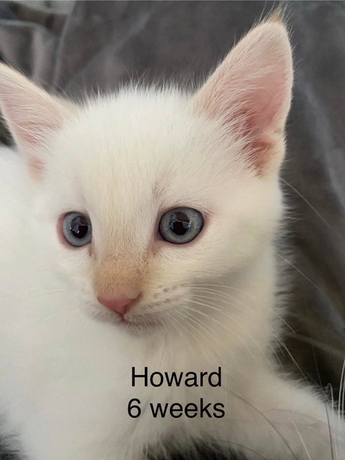 Howard, an adoptable Domestic Short Hair in St. George, UT