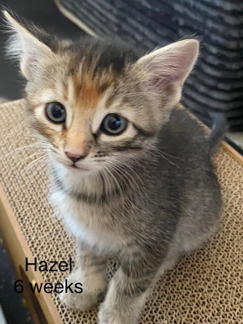 Hazel, an adoptable Domestic Short Hair in St. George, UT