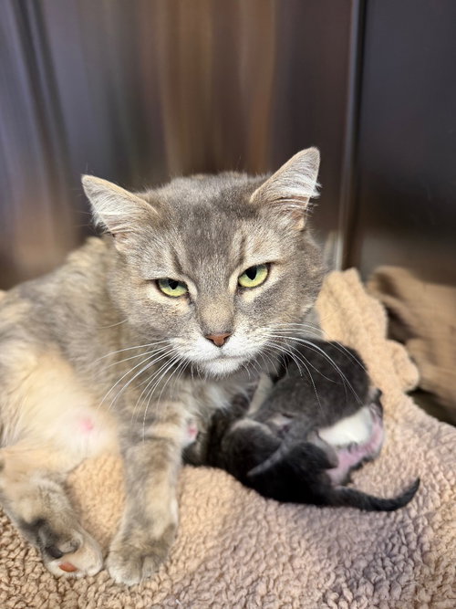 Sage, an adoptable Domestic Short Hair in St. George, UT