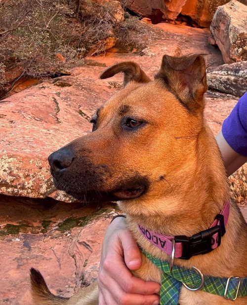 Haven, an adoptable Shepherd in St. George, UT