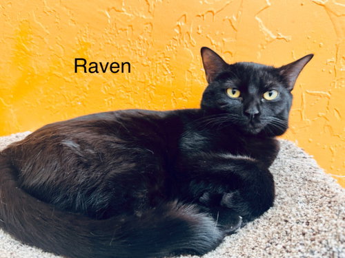 Raven, an adoptable Domestic Short Hair in St. George, UT