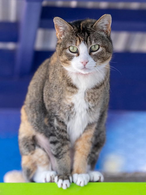 Justine, an adoptable Domestic Short Hair in St. George, UT