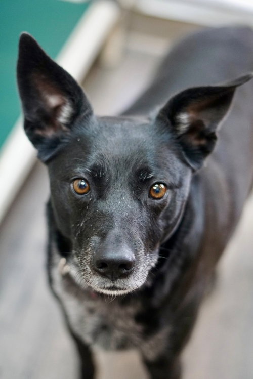 Nala (Kylie), an adoptable Australian Cattle Dog in St. George, UT