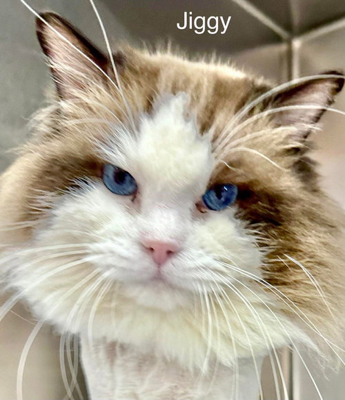 Jiggy, an adoptable Ragdoll in St. George, UT