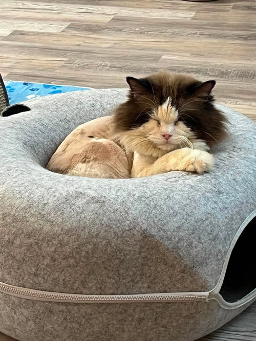 Jiggy, Adult Ragdoll, cat for adoption in St. George, Utah