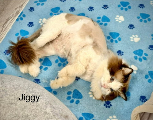 Jiggy, Adult Ragdoll, cat for adoption in St. George, Utah