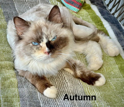 Autumn, an adoptable Ragdoll in St. George, UT