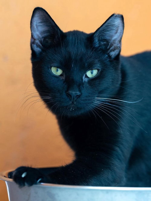 Wilson, an adoptable Domestic Short Hair in St. George, UT