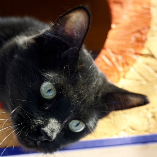 T, an adoptable Domestic Short Hair in St. George, UT