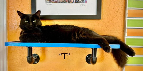 T, Young Domestic Short Hair / Mixed, cat for adoption in St. George, Utah
