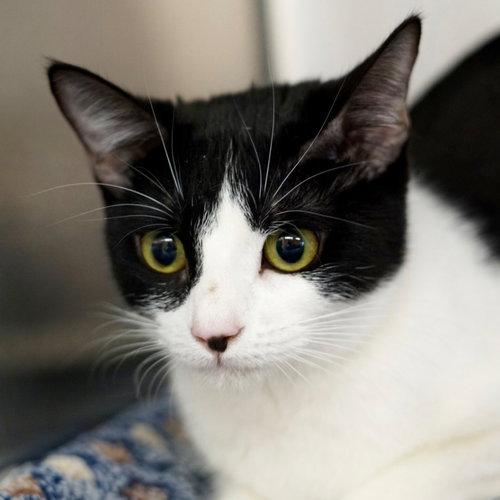 Freida, an adoptable Domestic Short Hair in St. George, UT