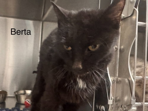 Berta, Young Domestic Short Hair / Mixed, cat for adoption in Saint George, Utah