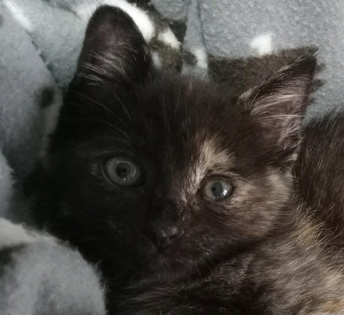 Whimsy, an adoptable Domestic Short Hair in St. George, UT