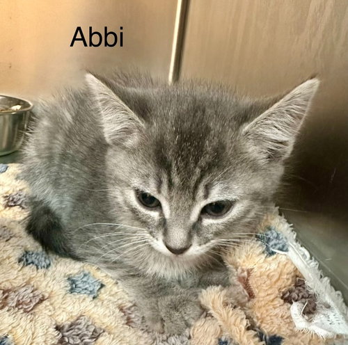 Abbi, an adoptable Domestic Medium Hair in St. George, UT