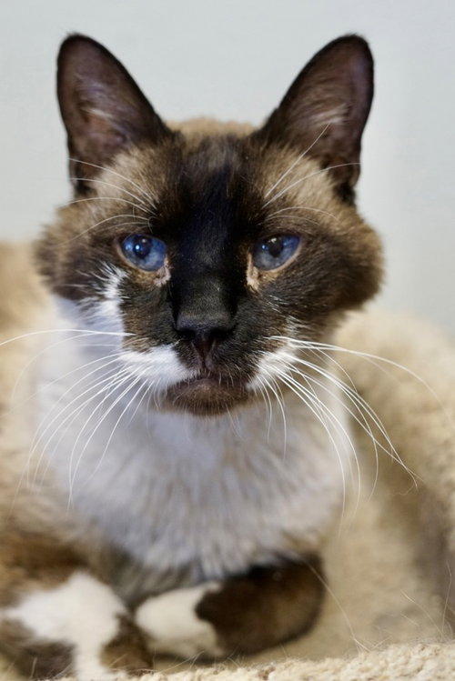 Bug, an adoptable Domestic Short Hair in St. George, UT