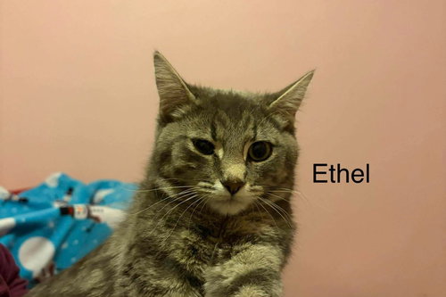 Ethel, an adoptable Domestic Short Hair in St. George, UT