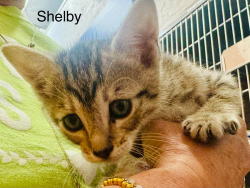 Shelby, an adoptable Domestic Short Hair in St. George, UT