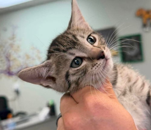 Austin, an adoptable Domestic Short Hair in St. George, UT