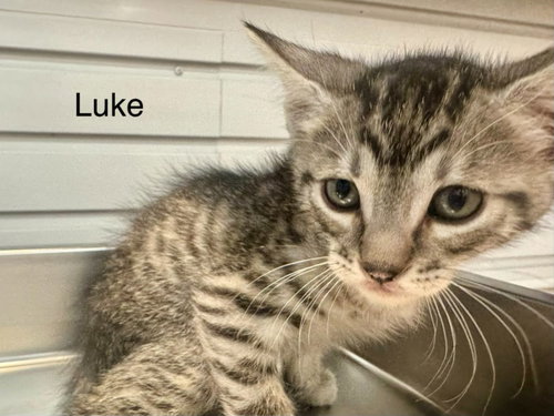 Luke, an adoptable Domestic Short Hair in St. George, UT