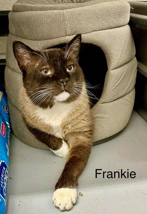 Frankie, an adoptable Domestic Short Hair in St. George, UT